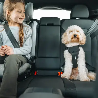 Thule - Arnes de auto para perro Thule Cappy (S) - Image 6