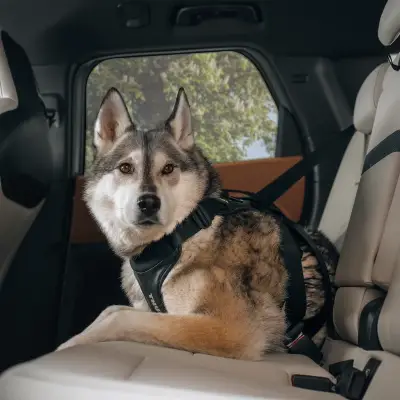 Thule - Arnes de auto para perro Thule Cappy (S) - Image 8