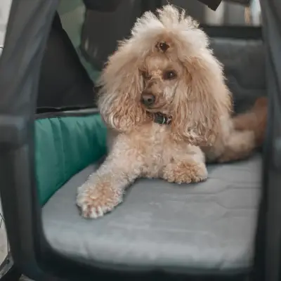 Thule - Cama para mascota Thule Bexey (L) - Image 3
